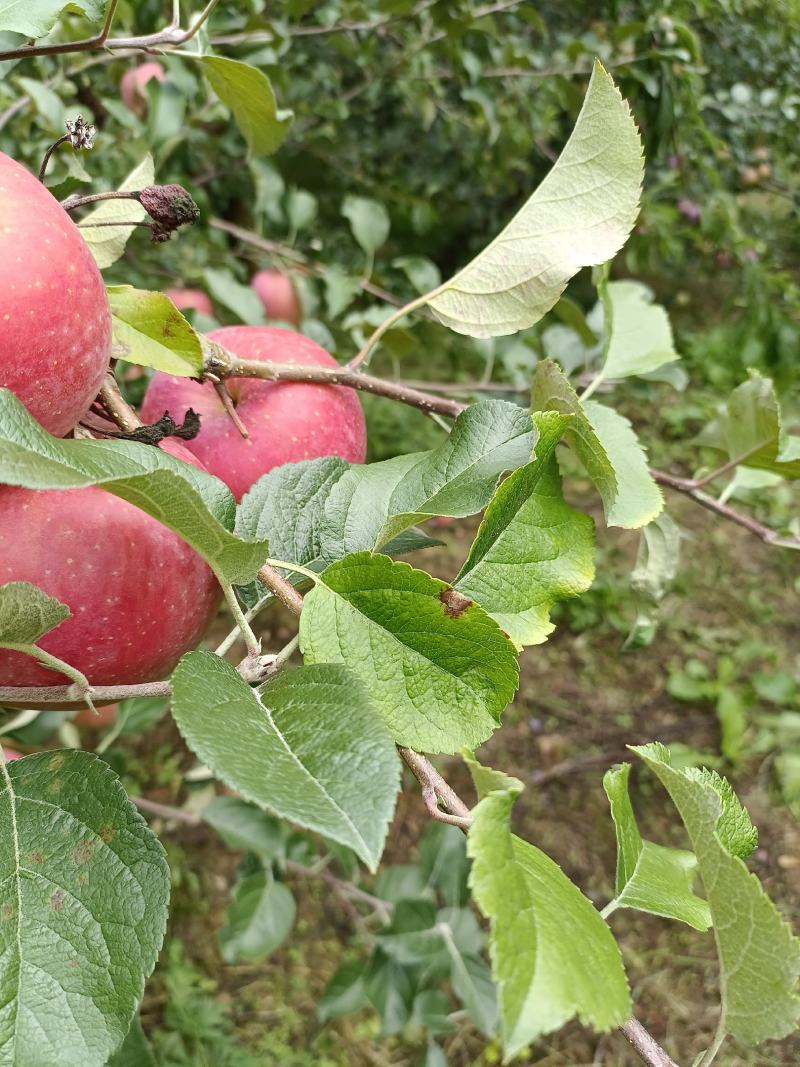 高山糖心苹果丑苹果苹果，质量保证对接各大商超，批发商