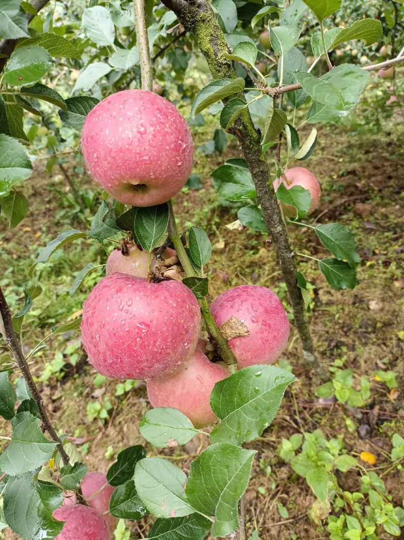 高山糖心苹果丑苹果苹果，质量保证对接各大商超，批发商