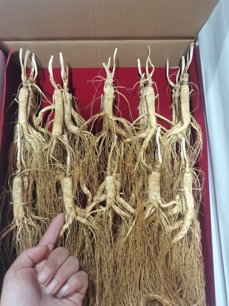 批发林下参干支箱货140支，包邮，各种规格齐全