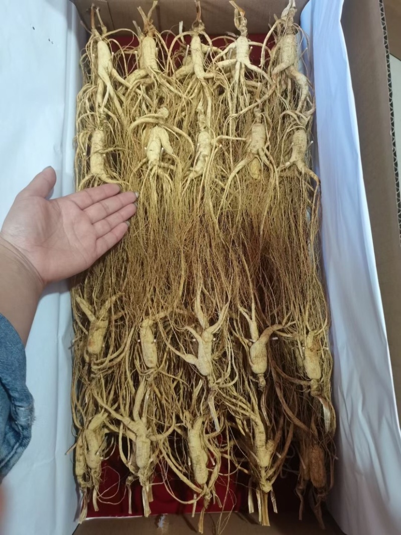 批发林下参干支箱货140支，包邮，各种规格齐全