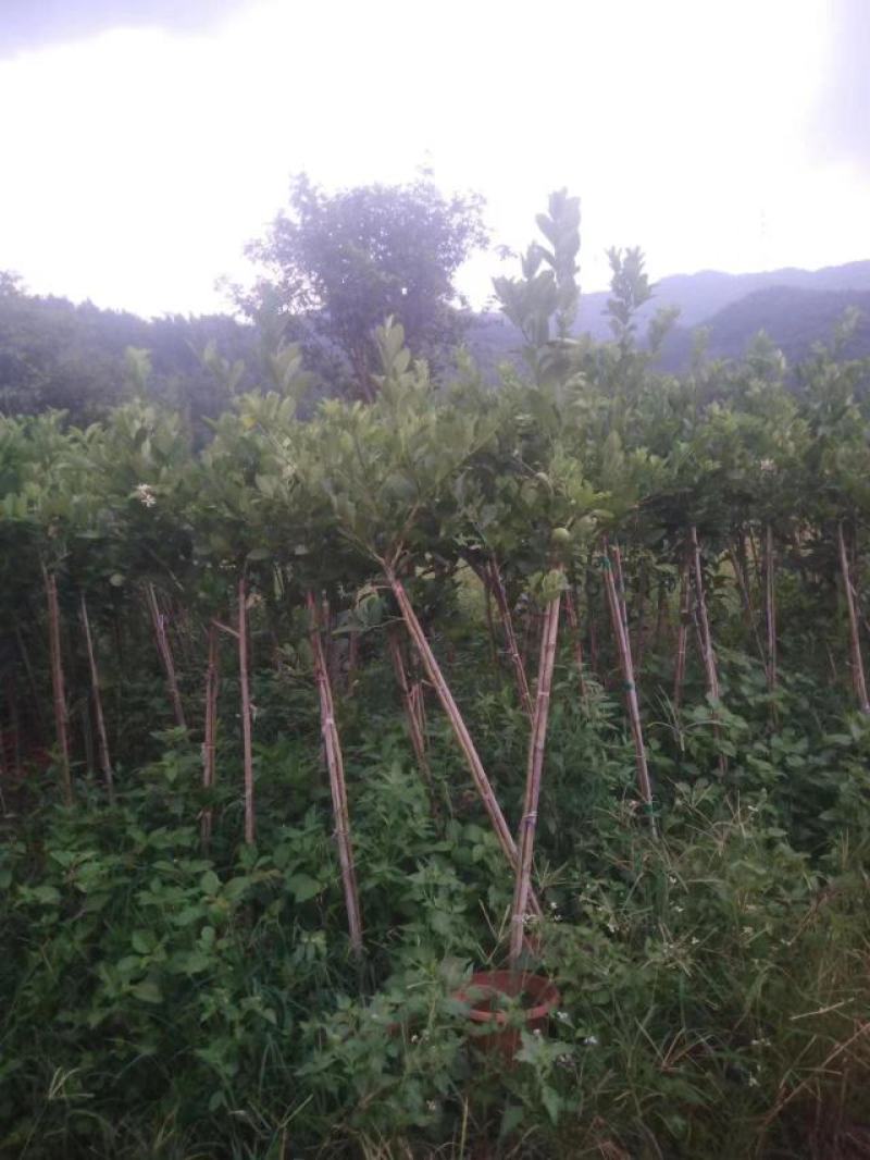 广东香水柠檬树苗