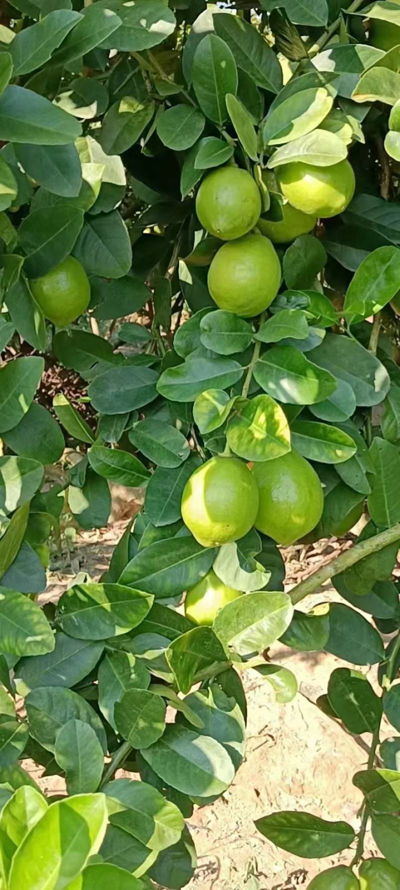 广东香水柠檬树苗