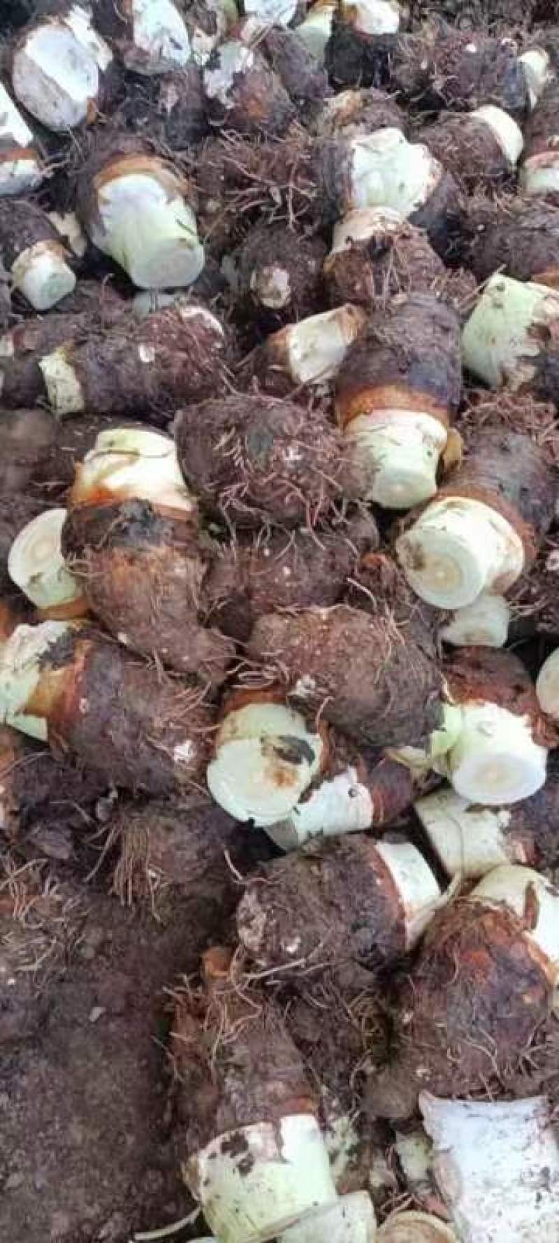 荔浦绿色食品芋头又粉又香入口即化