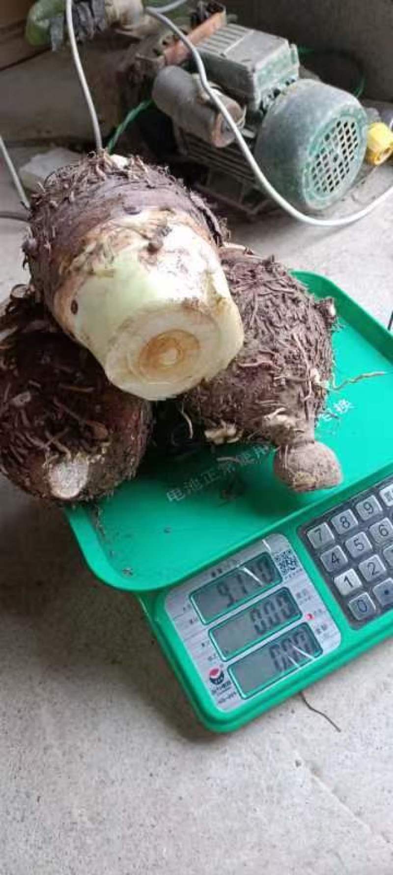 荔浦绿色食品芋头又粉又香入口即化