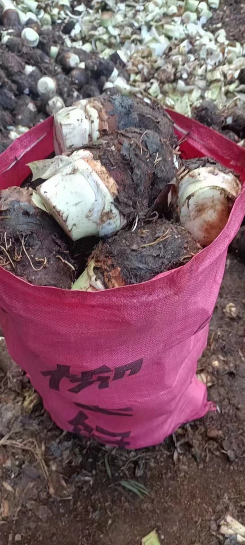 荔浦绿色食品芋头又粉又香入口即化