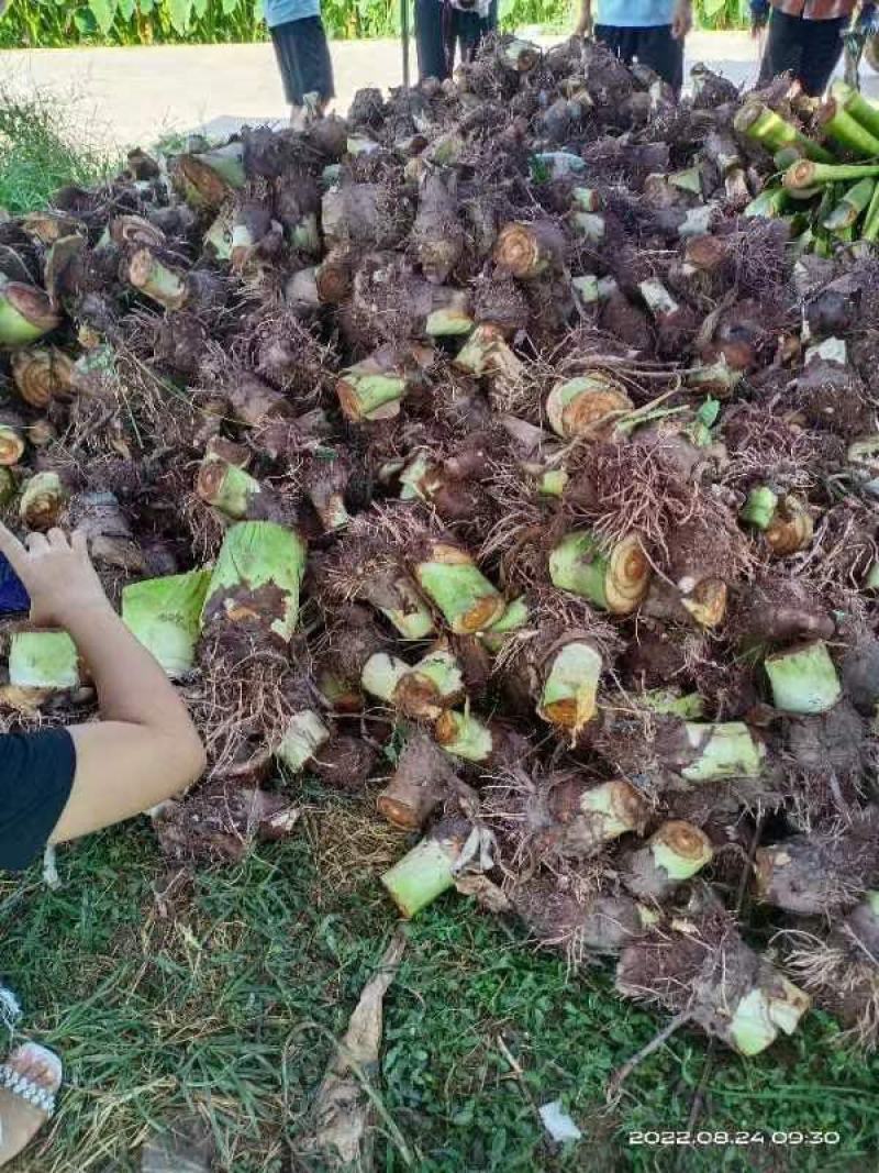 荔浦绿色食品芋头又粉又香入口即化
