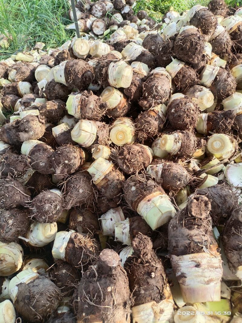 荔浦绿色食品芋头又粉又香入口即化