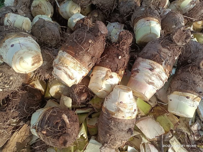 荔浦绿色食品芋头又粉又香入口即化