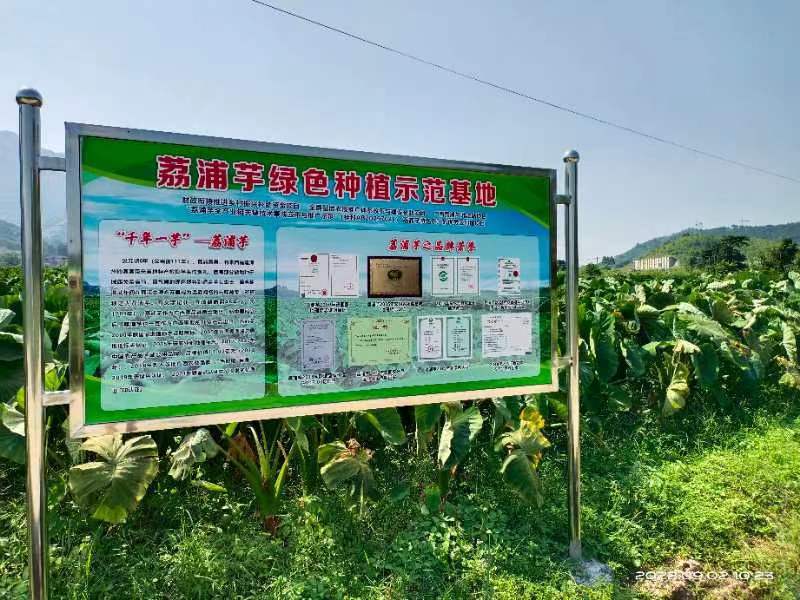 荔浦绿色食品芋头又粉又香入口即化