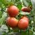 【推荐】精品草莓西红柿苗高成活耐低温一手货源量大从优