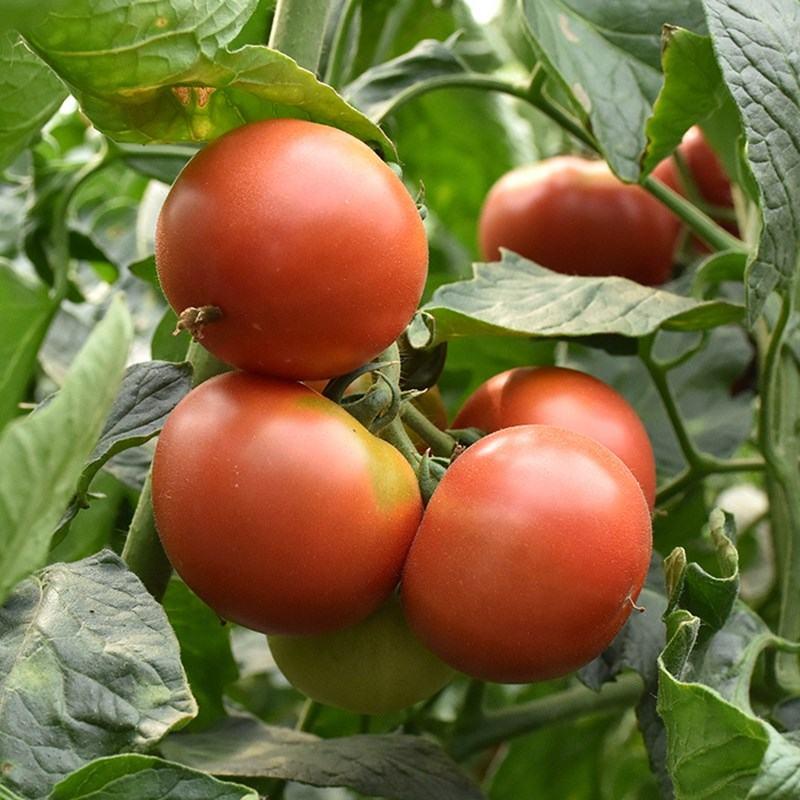 【推荐】精品草莓西红柿苗高成活耐低温一手货源量大从优