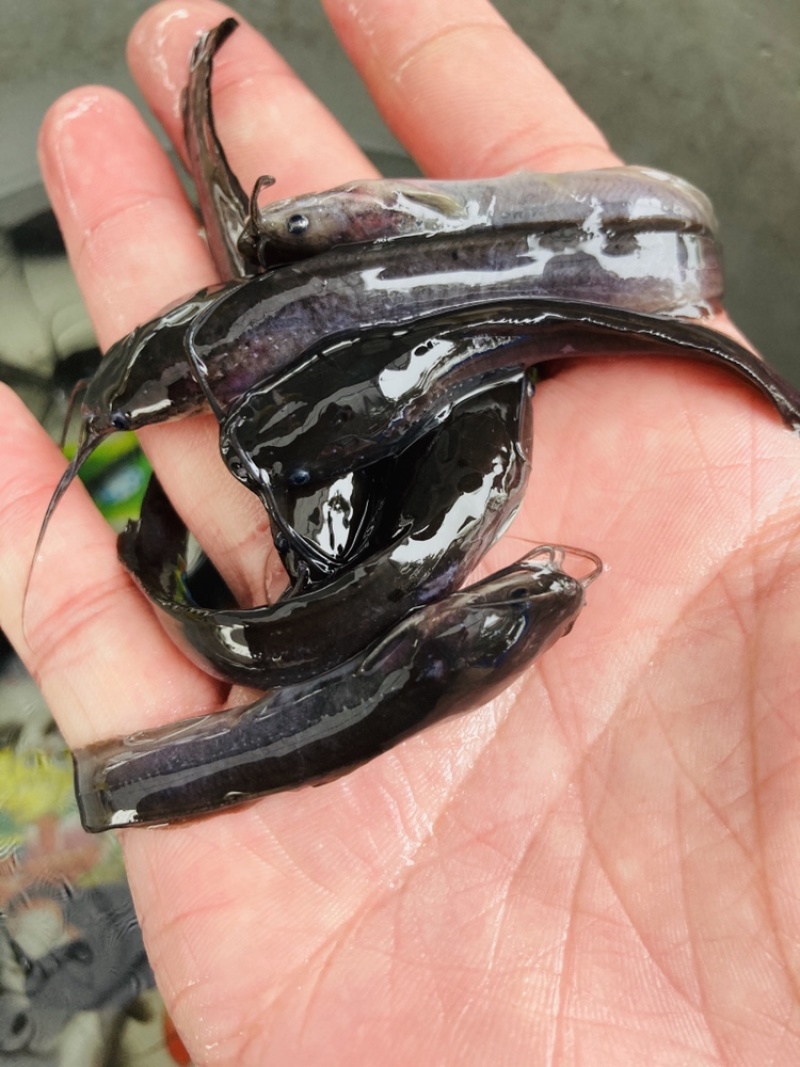 淡水鱼苗种苗鲶鱼苗大鲶鱼苗埃及鲶鱼胡子鲶鱼苗