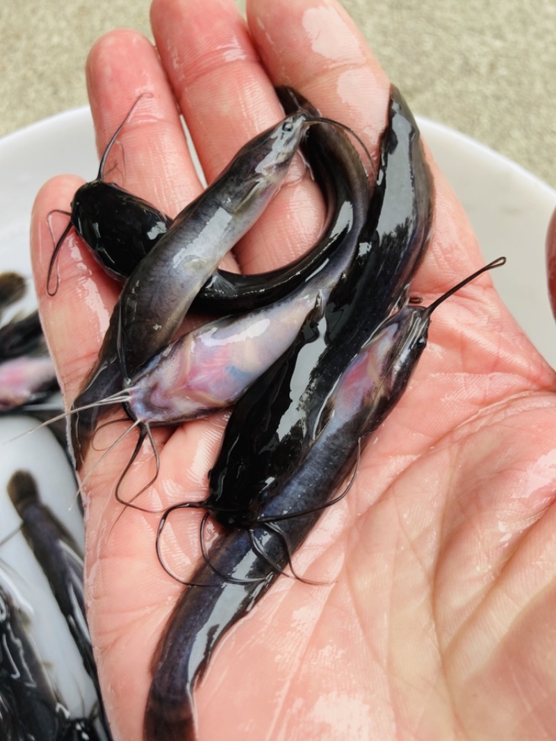 淡水鱼苗种苗鲶鱼苗大鲶鱼苗埃及鲶鱼胡子鲶鱼苗