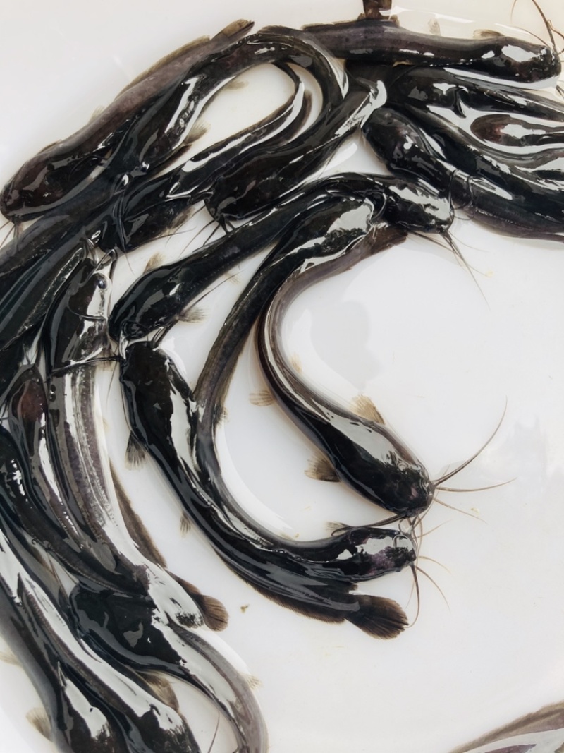 淡水鱼苗种苗鲶鱼苗大鲶鱼苗埃及鲶鱼胡子鲶鱼苗