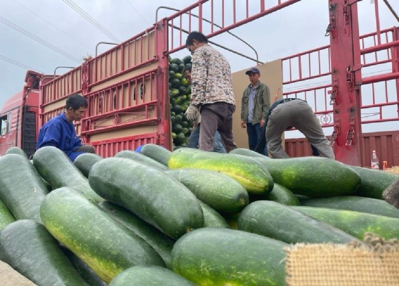 精品黑皮冬瓜吊冬瓜地冬瓜加工厂糖厂冬瓜电商冬瓜