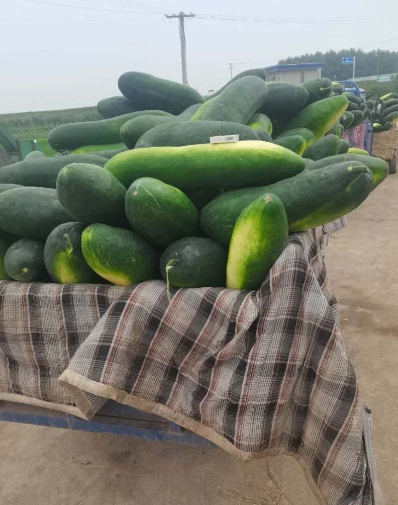 精品黑皮冬瓜吊冬瓜地冬瓜加工厂糖厂冬瓜电商冬瓜