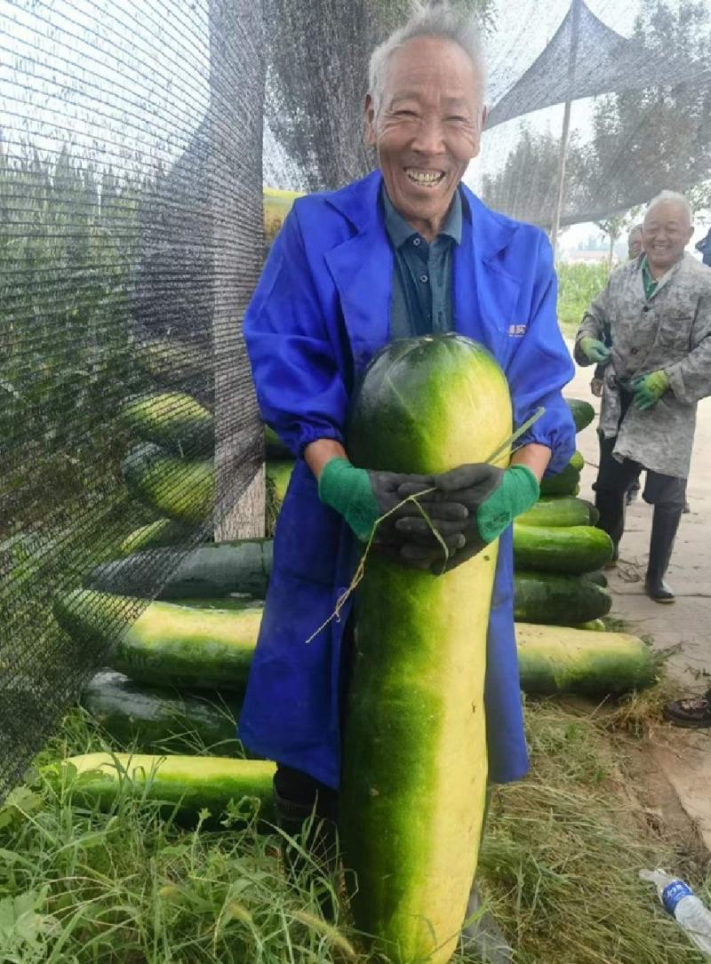 精品黑皮冬瓜吊冬瓜地冬瓜加工厂糖厂冬瓜电商冬瓜