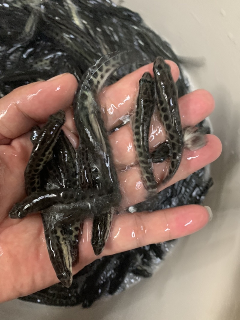 黑鱼苗，正高品种，生长速度快，抗病毒能力强。