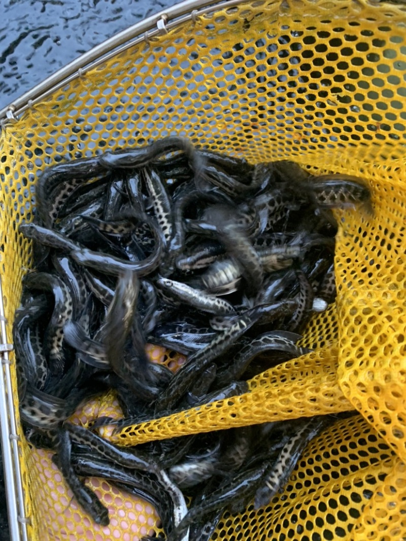 黑鱼苗，正高品种，生长速度快，抗病毒能力强。
