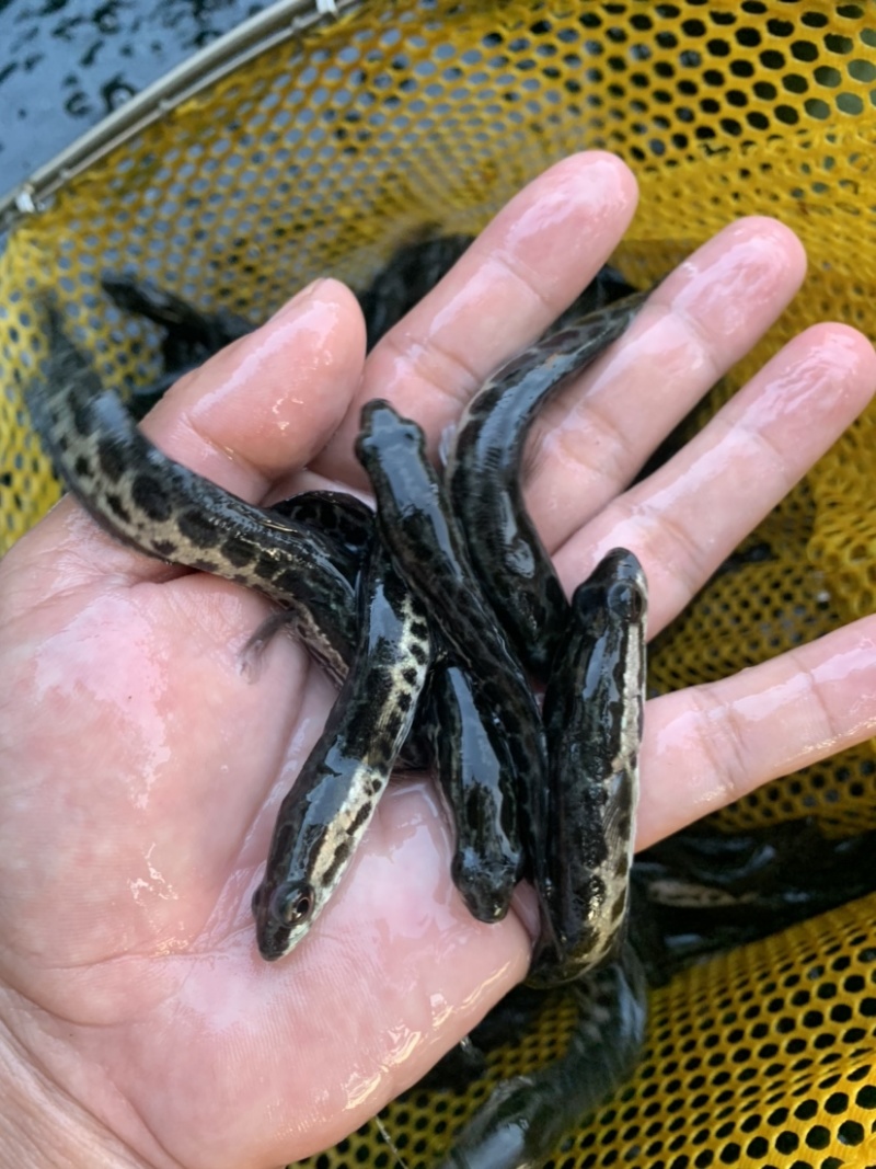 黑鱼苗，正高品种，生长速度快，抗病毒能力强。