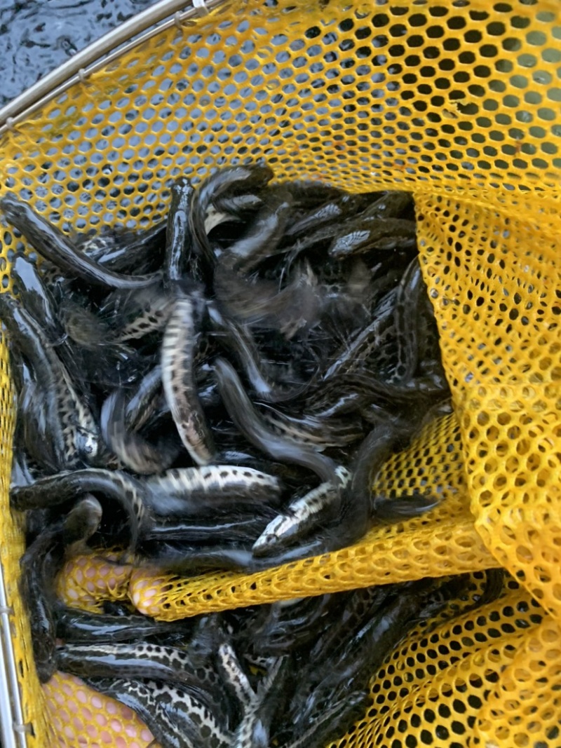黑鱼苗，正高品种，生长速度快，抗病毒能力强。