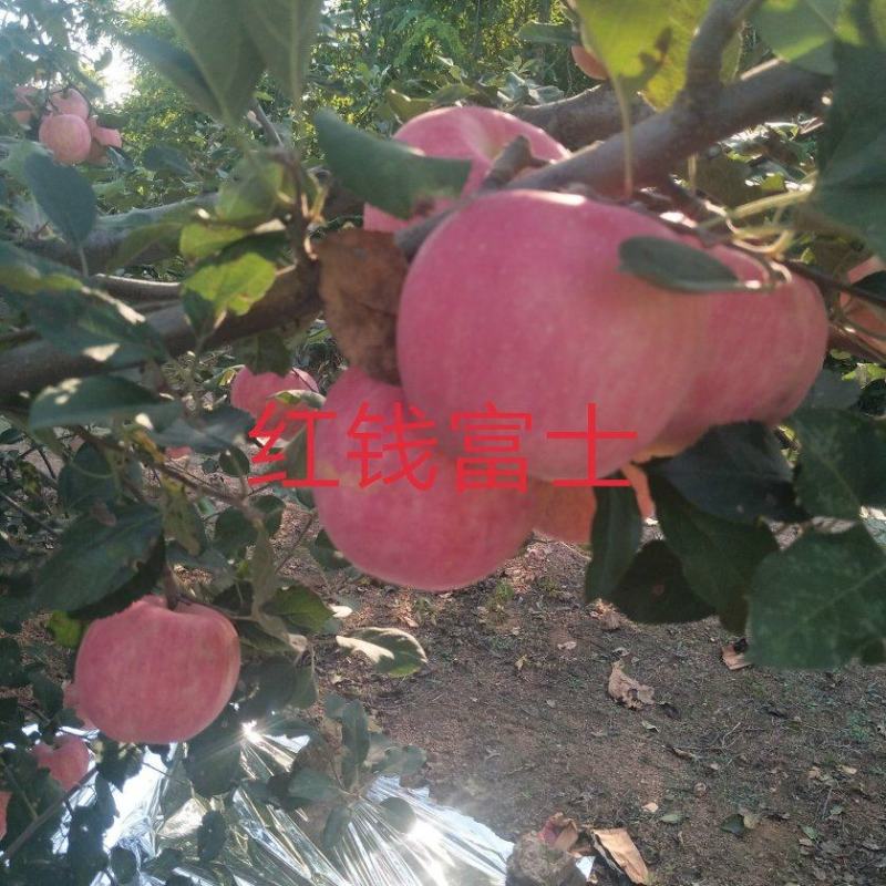 红钱富十