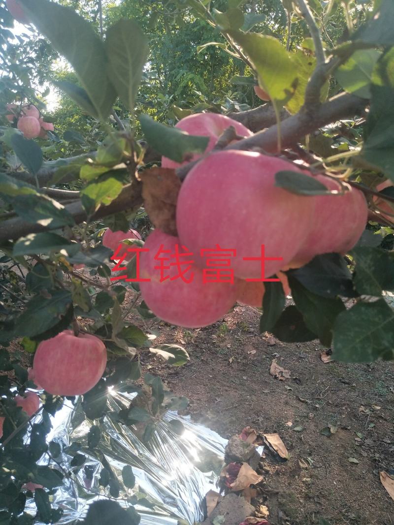 红钱富十