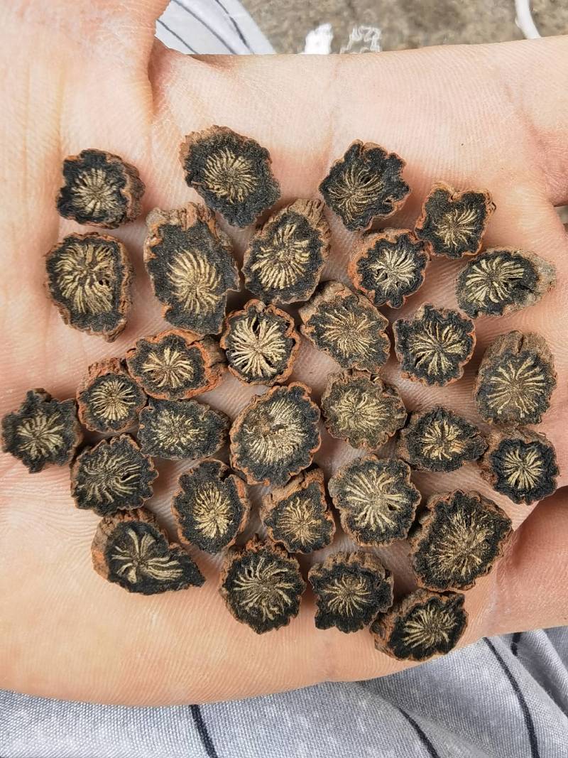 紫丹参选山东紫丹参发汗片菊花芯关书药业批发中药材