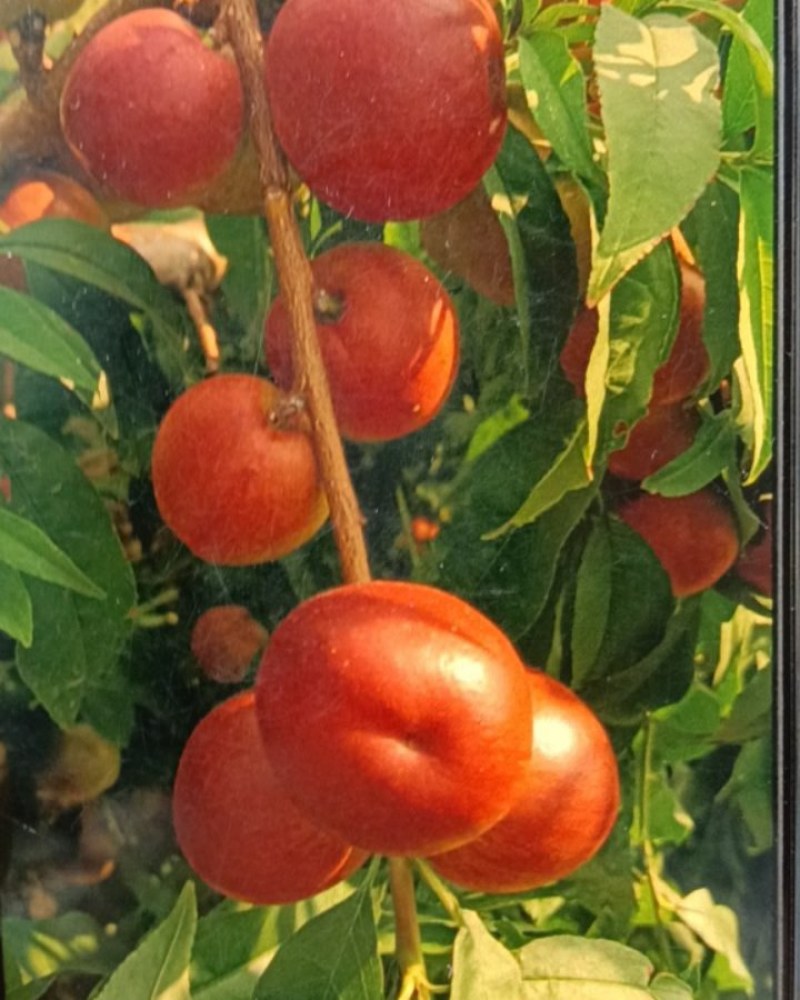 山东莒县油桃苗新品种袖珍油桃6.20号上市！欢迎客商来采