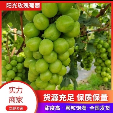 【实力】精品阳光玫瑰葡萄大量上市口感好颗粒均匀