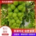 【实力】精品阳光玫瑰葡萄大量上市口感好颗粒均匀