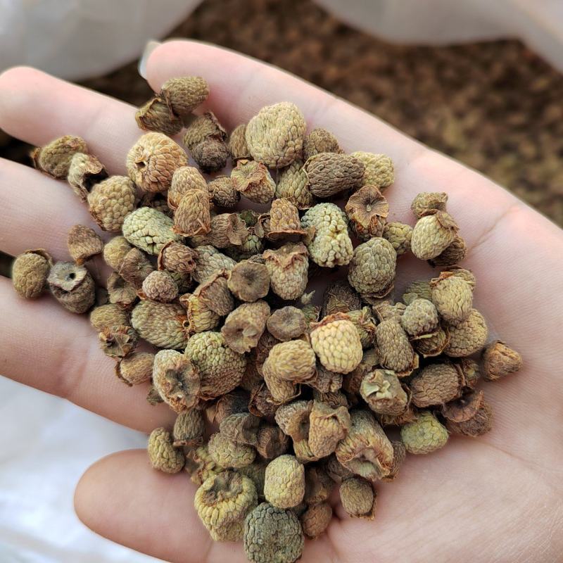 皂刺，皂角刺，手工剪的，不扎手，一手货源，有大货
