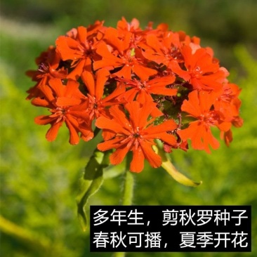 剪秋罗种子大花剪秋罗多年生可切花四季播种庭院盆栽花卉