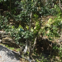 脆红李金弹子树