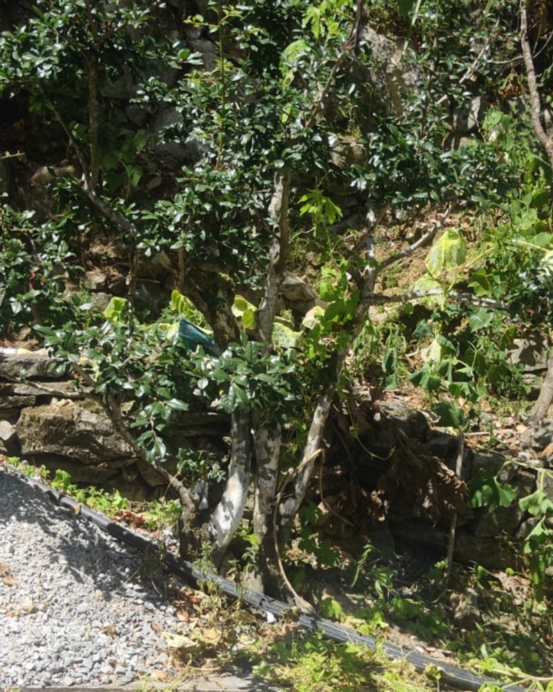 脆红李金弹子树