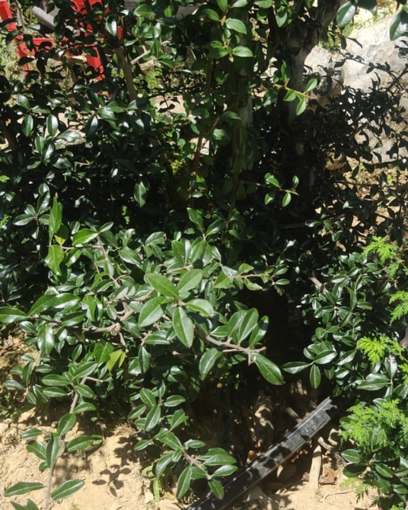 脆红李金弹子树
