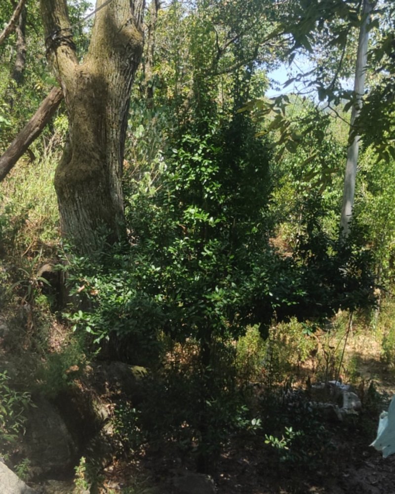 脆红李金弹子树