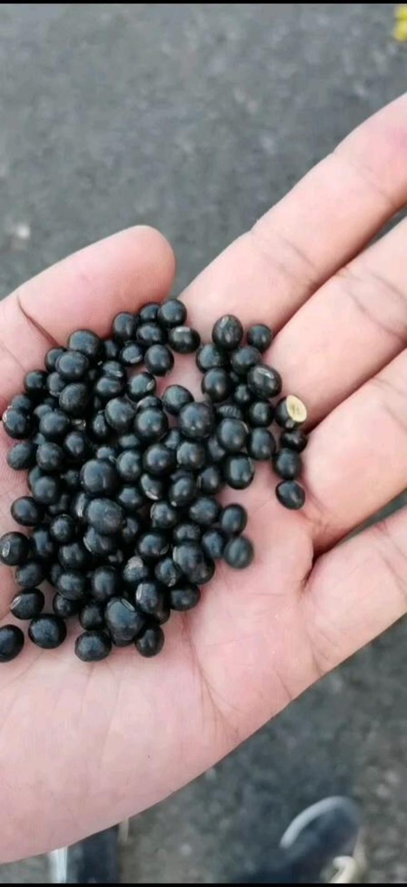 黑豆现货供应黄仁青仁绿芯黑豆（大中小）黑豆