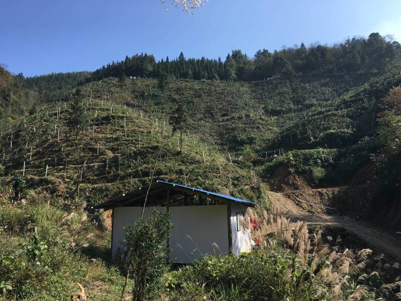 黑老虎（布福娜）鲜果通道黑老虎，原产地一手货源，量大从优