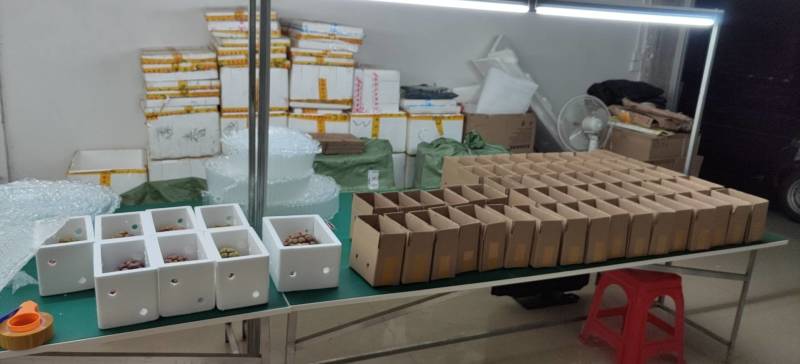 黑老虎（布福娜）鲜果通道黑老虎，原产地一手货源，量大从优