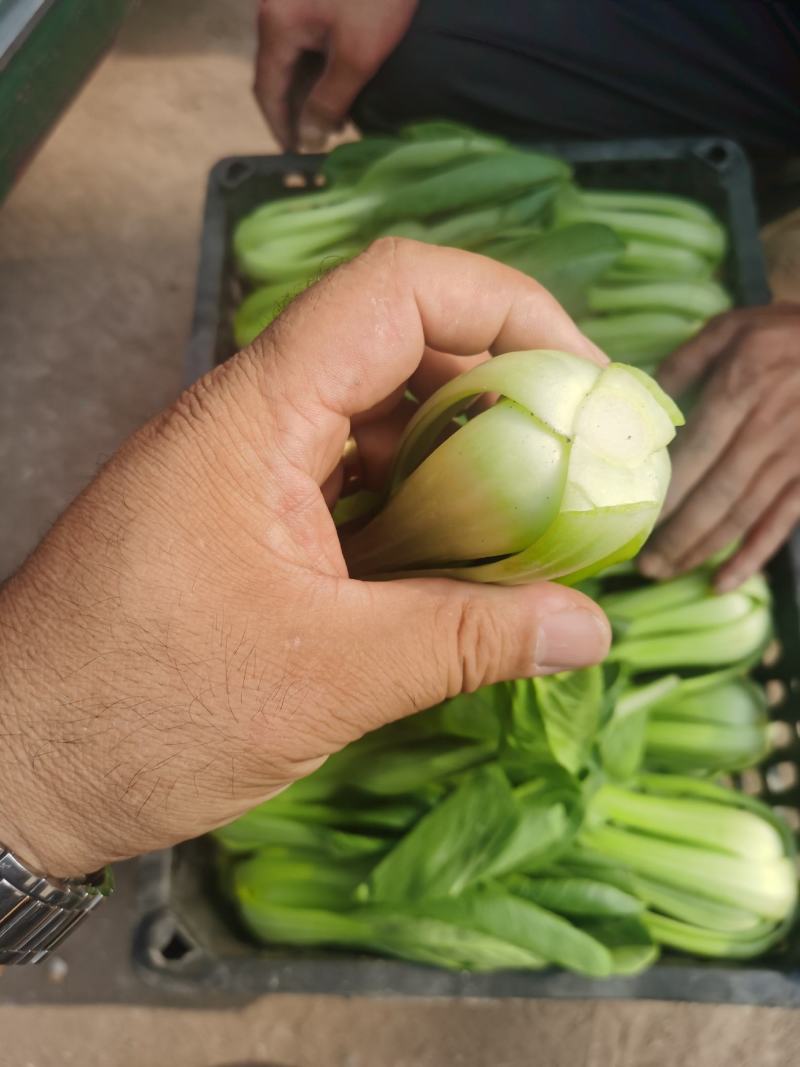 山西的上海青！油菜大量上市，价格优惠，有要的电联洽谈合作