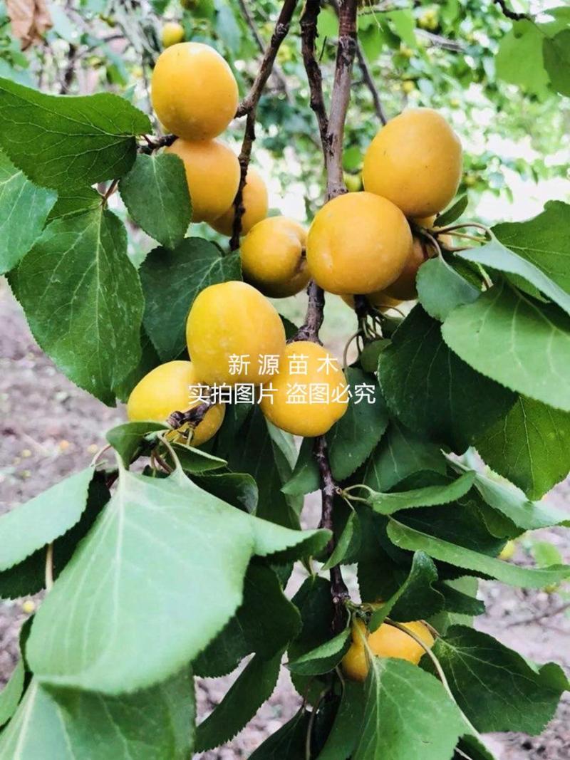 小白杏树苗包成活包结果支持技术指导产量高易管理