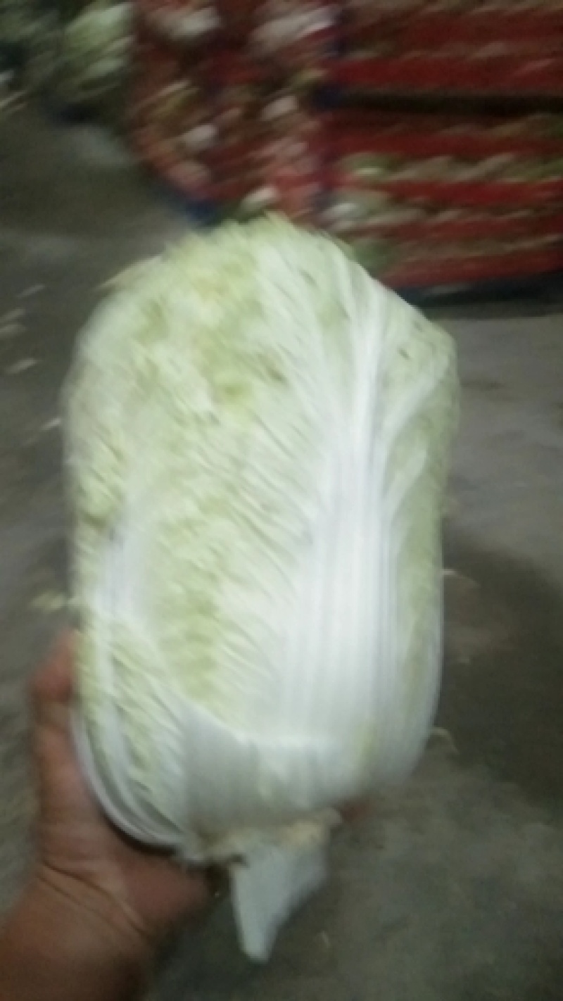 【热销】大白菜，新鲜大量上市货源充足，质量好无虫眼无坏根