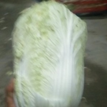 【热销】大白菜，新鲜大量上市货源充足，质量好无虫眼无坏根