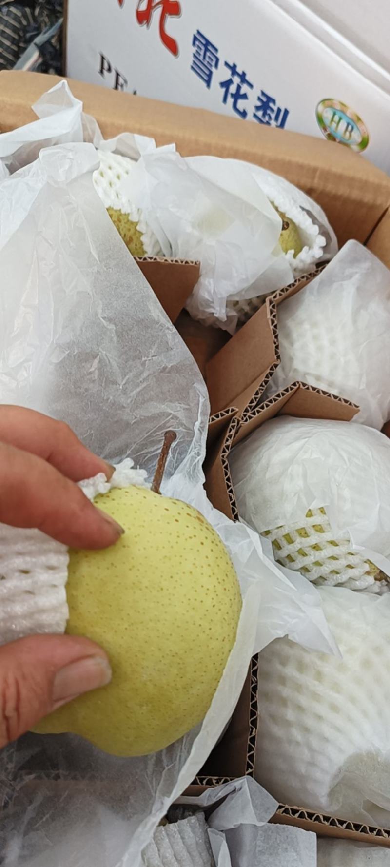 赵县雪花梨之乡，全国发货