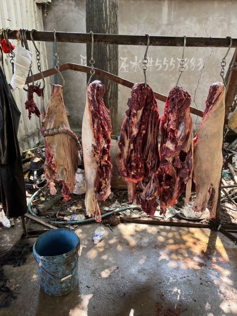 新鲜带皮驴肉现场宰杀