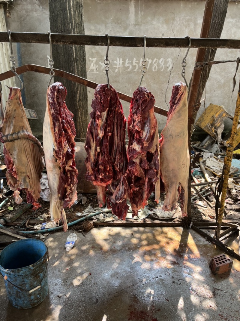 新鲜带皮驴肉现场宰杀
