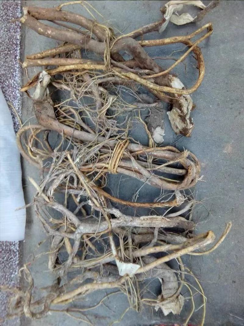 原产地直供，野生五指毛桃，品质保证！