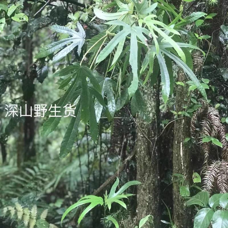 原产地直供，野生五指毛桃，品质保证！