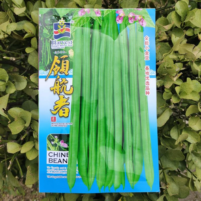 优选全能小金豆种子抗寒耐热芸豆四季豆种子春秋菜豆种子